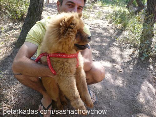 sasha Dişi Chow Chow