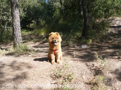 sasha Dişi Chow Chow