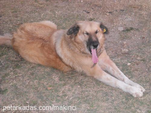 baron Erkek İspanyol Mastiff