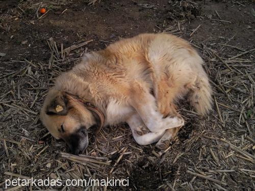 baron Erkek İspanyol Mastiff