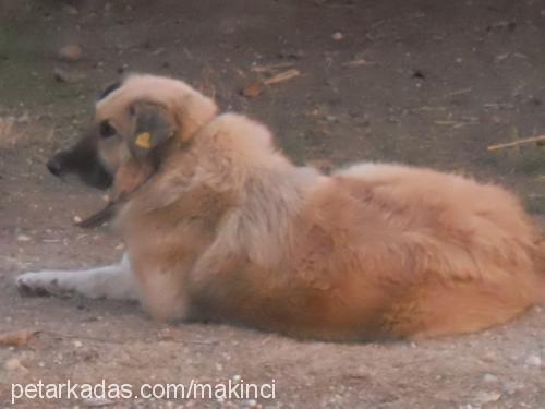 baron Erkek İspanyol Mastiff