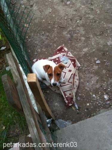 çakıl Erkek Jack Russell Terrier