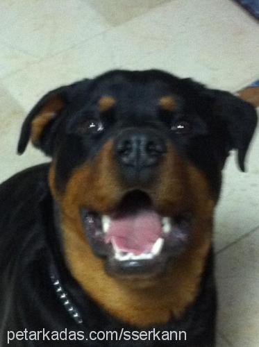 oscar Erkek Rottweiler