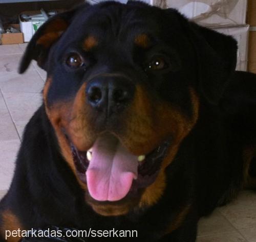 oscar Erkek Rottweiler