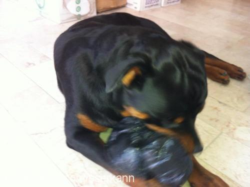 oscar Erkek Rottweiler