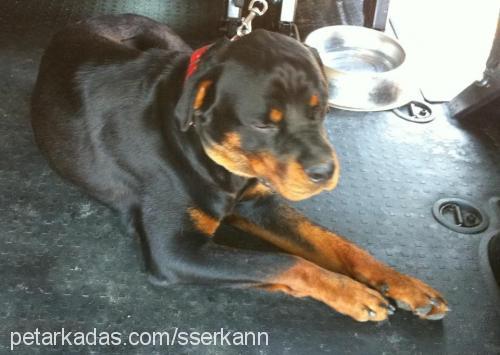 oscar Erkek Rottweiler