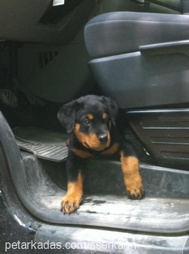 oscar Erkek Rottweiler