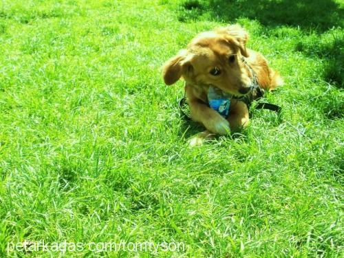 fıstık Dişi Golden Retriever