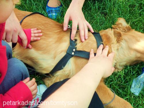 fıstık Dişi Golden Retriever