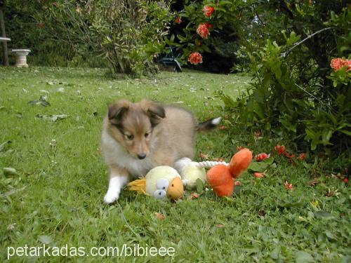 hiness Dişi Shetland Çoban Köpeği