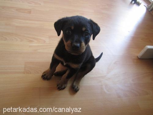 destan Dişi Rottweiler