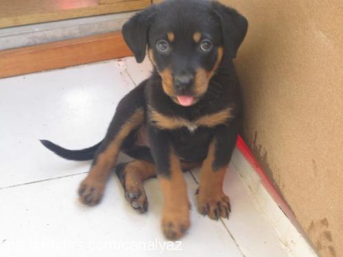 destan Dişi Rottweiler