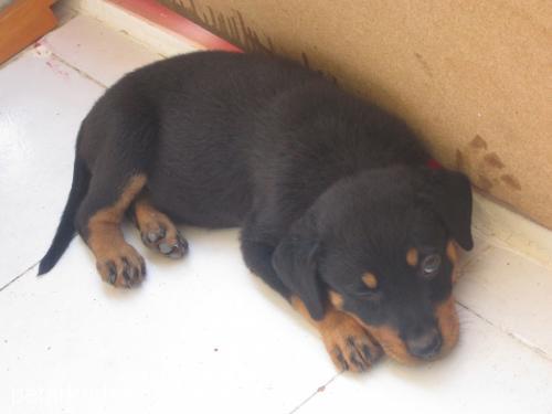 destan Dişi Rottweiler