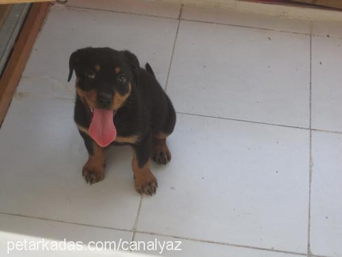 destan Dişi Rottweiler