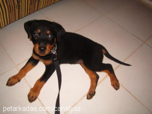 destan Dişi Rottweiler