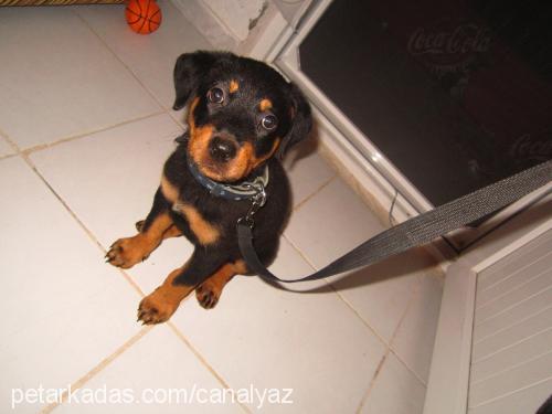 destan Dişi Rottweiler