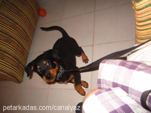 destan Dişi Rottweiler