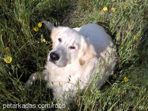 robb Erkek Golden Retriever