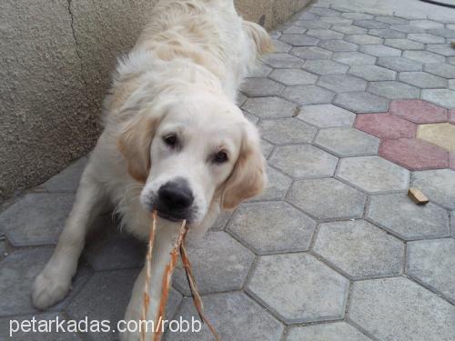 robb Erkek Golden Retriever