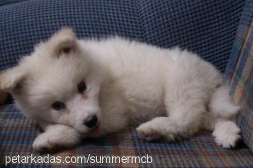 nova Erkek Samoyed