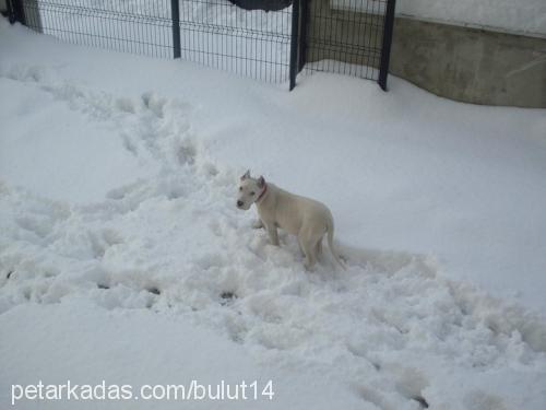 bulut Erkek Dogo Arjantin