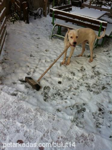 bulut Erkek Dogo Arjantin