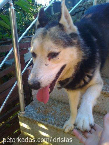 rex Erkek Alaskan Malamute