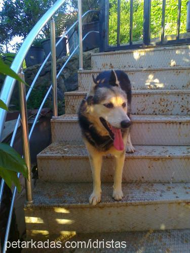 rex Erkek Alaskan Malamute