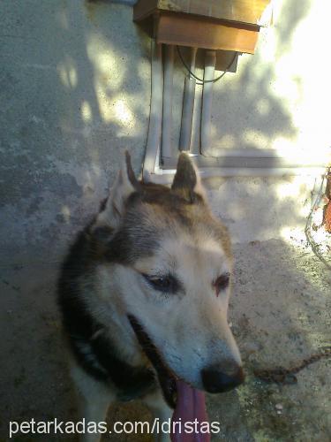 rex Erkek Alaskan Malamute