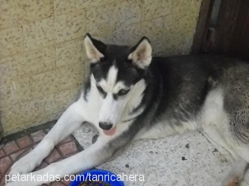 zeus Erkek Sibirya Kurdu (Husky)