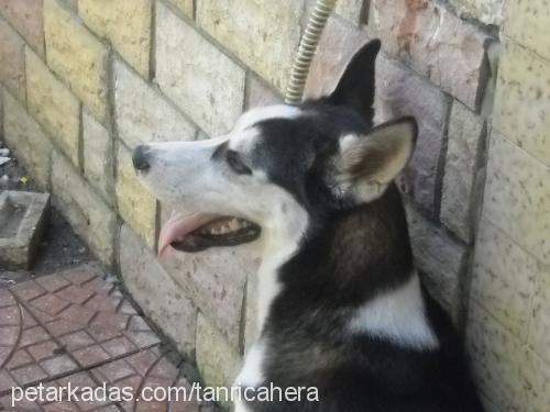 zeus Erkek Sibirya Kurdu (Husky)