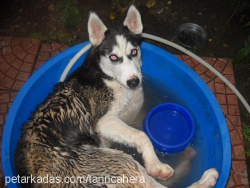 zeus Erkek Sibirya Kurdu (Husky)