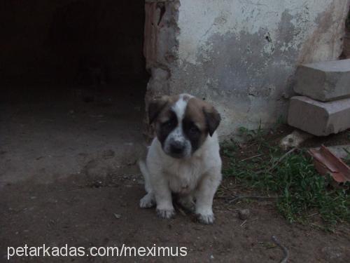 yavrusokakköpek Erkek Kangal