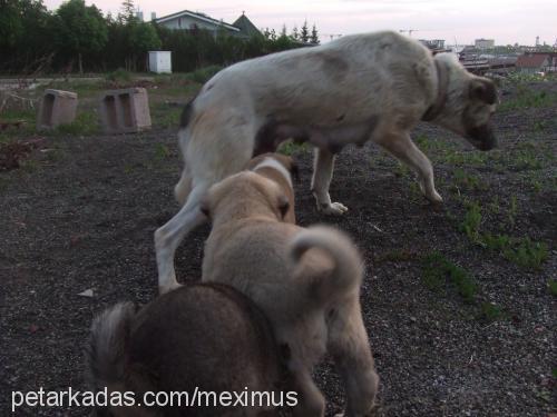 yavrusokakköpek Erkek Kangal