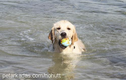 nohut Dişi Golden Retriever