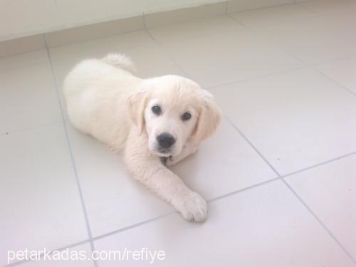 rony Erkek Golden Retriever