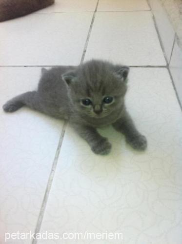 peri Dişi British Shorthair