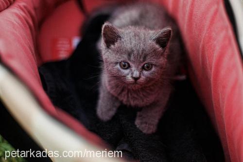 peri Dişi British Shorthair