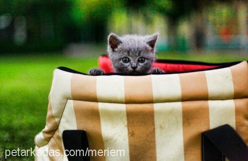 peri Dişi British Shorthair