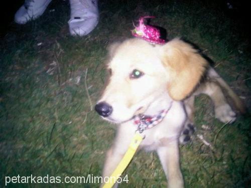 limon Dişi Golden Retriever