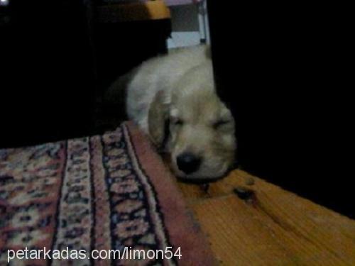 limon Dişi Golden Retriever