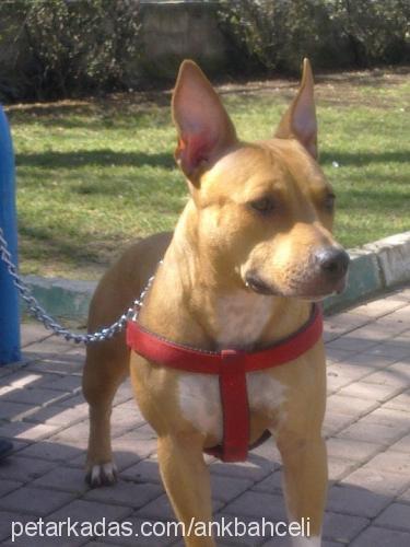 viski Dişi Amerikan Staffordshire Terrier