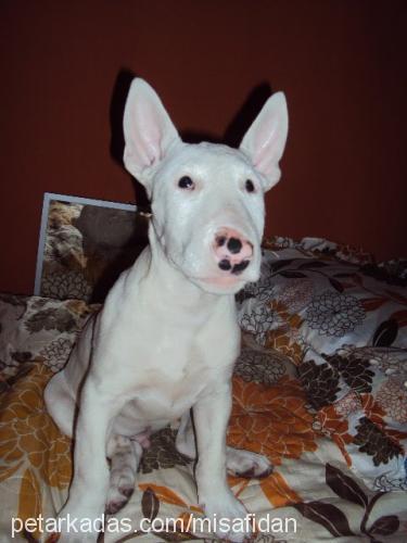 dia Erkek Bull Terrier