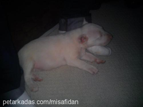 dia Erkek Bull Terrier