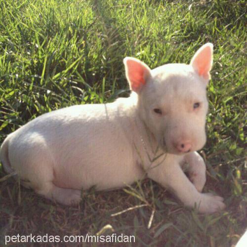 dia Erkek Bull Terrier