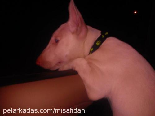 dia Erkek Bull Terrier