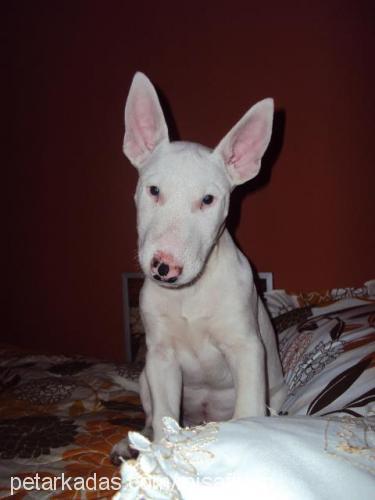 dia Erkek Bull Terrier