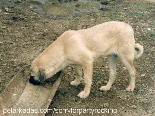 zack Erkek Kangal