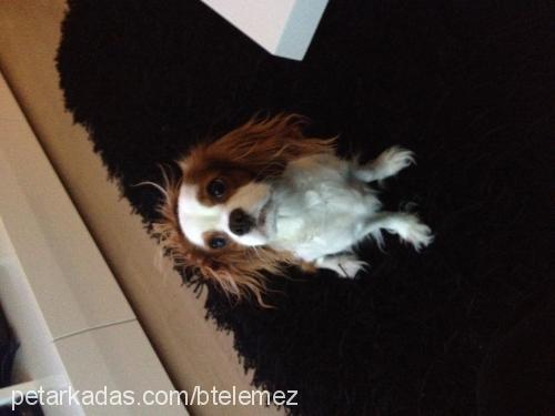 mia Dişi King Charles Spaniel