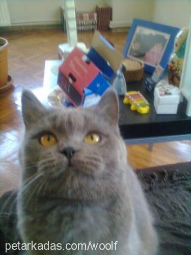 maya Dişi British Shorthair